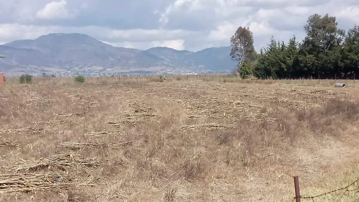 El costo del rastrojo de maíz de temporal registro un incremento del 200 por ciento.  Foto